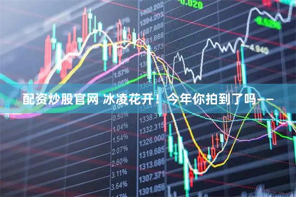 配资炒股官网 冰凌花开！今年你拍到了吗——
